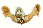 Male genitalia; North Carolina; J.B. Sullivan.