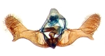 Male genitalia; Richmond County; J.B. Sullivan.