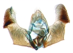 Male genitalia; North Carolina; J.B. Sullivan.