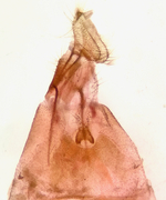 Female genitalia; Richmond County; Jim Petranka.