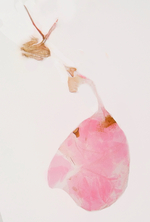 Female bursa; Richmond County; Jim Petranka.