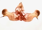 Male genitalia; Richmond County; Jim Petranka.