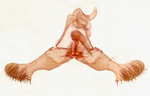 Male genitalia; Richmond County; Jim Petranka. 
