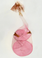 Female genitalia; Moore County; Jim Petranka.