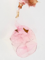 Female genitalia; Moore County; Jim Petranka.