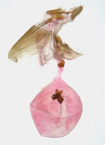 Female genitalia; Richmond County; Jim Petranka.