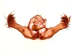 Male genitalia; Cumberland County; Jim Petranka.