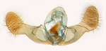Male genitalia; Carteret County; J.B. Sullivan.