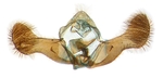 Male genitalia; Carteret County; J.B. Sullivan.