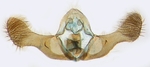 Male genitalia; Carteret County; J.B. Sullivan.