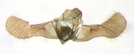 Male genitalia; North Carolina; J.B. Sullivan.