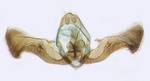 Male genitalia; Moore County; J.B. Sullivan. 