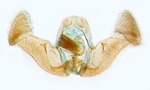 Male genitalia; Moore County; J.B. Sullivan. 