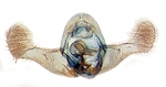 Male genitalia; Scotland County; J.B. Sullivan.