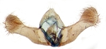 Male genitalia; Scotland County; J.B. Sullivan.