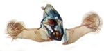 Male genitalia; Scotland County; J.B. Sullivan.