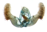 Male genitalia; Madison County; J.B. Sullivan.