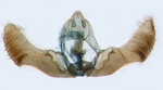 Male genitalia; North Carolina; J.B. Sullivan.