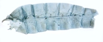 Male pelt; North Carolina; J.B. Sullivan.