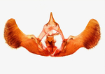 Male genitalia; Cumberland County; Jim Petranka.
