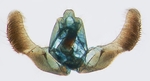 Male genitalia; Scotland County; J.B. Sullivan.