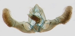 Male genitalia; North Carolina; J.B. Sullivan.