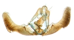 Male genitalia; North Carolina; J.B. Sullivan.