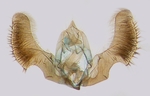 Male genitalia; North Carolina; J.B. Sullivan.