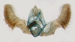 Male genitalia; North Carolina; J.B. Sullivan.