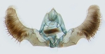 Male genitalia; North Carolina; J.B. Sullivan.