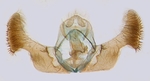 Male genitalia; North Carolina; J.B. Sullivan.