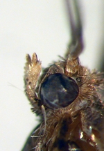 Male palps; Durham County; J.B. Sullivan.