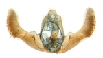 Male genitalia; North Carolina; J.B. Sullivan.