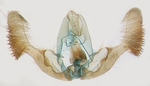 Male genitalia; North Carolina; J.B. Sullivan.