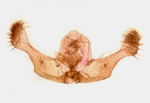 Male genitalia; Madison County; Jim Petranka.