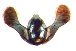 Male genitalia; Craven County; J.B. Sullivan.