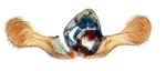 Male genitalia; Pender County; J.B. Sullivan.