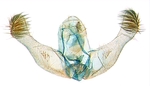Male genitalia; North Carolina; J.B. Sullivan.