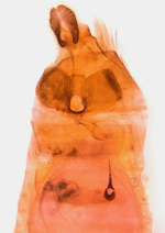 Female genitalia; Orange County; Jim Petranka.