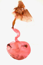 Female genitalia; Madison County; Jim Petranka. 