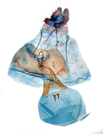 Female genitalia; Jones County; J.B. Sullivan.