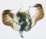 Male genitalia; Montgomery County; J.B. Sullivan.