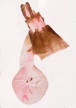 Female genitalia; Henderson County; Jim Petranka.