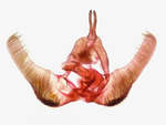 Male genitalia; Orange County; Jim Petranka.