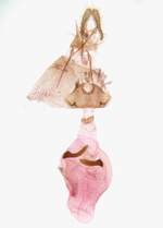 Female genitalia; Orange County; Jim Petranka.