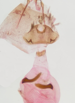 Female genitalia; Orange County; Jim Petranka.