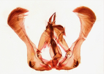 Male genitalia; Orange County; Jim Petranka.