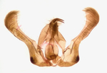 Male genitalia; Richmond County; Jim Petranka.