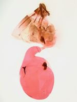 Female genitalia; Orange County; Jim Petranka.