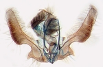 Male genitalia; North Carolina; J.B. Sullivan.